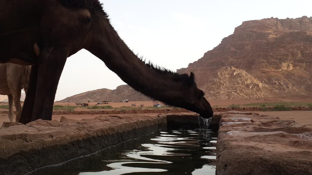 Bedouin Traditions Camp 와디럼 외부 사진